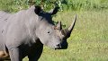 Breitmaulnashorn Entabeni